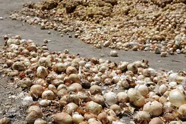 مرگ تدریجی پیازهای رها شده هرمز در روستای چراغ آباد بخش هشتبندی از توابع شهرستان«میناب» استان هرمزگان