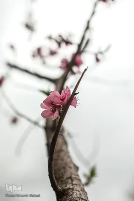 شکوفه های بهاری