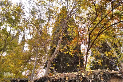 پاییز در باغ‌های بلوار شهید چمران شیراز‎‎