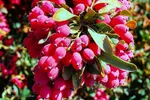 برداشت زرشک از باغات خراسان جنوبی
