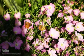 پروانه‌ها، میهمانان زیبای ناخوانده