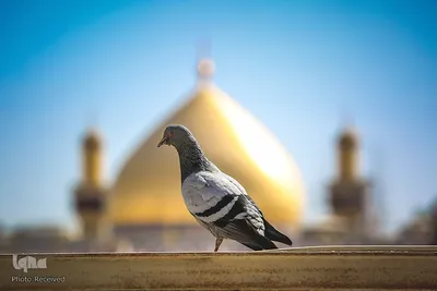 آستان مقدس امام علی(ع)