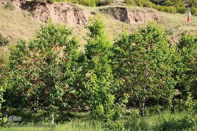 فصل برداشت گیلاس خوش طعم روستای افیل شهرستان اهر