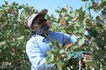 تور رسانه‌ای بازدید از دستاوردهای کشاورزی و دامپروری شهرستان اسکو‎