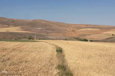 برداشت خوشه های طلایی - شهرستان اهر