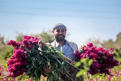 بهار در حمیدیه