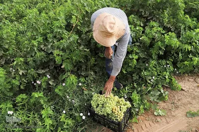 برداشت انگور از تاکستان غزاویه