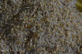 آیین سنتی سمنوپزان در سمنان