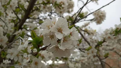 شکوفه های بهاری در اهر