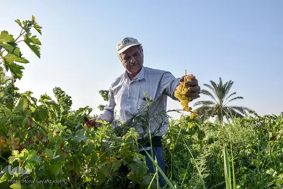 برداشت انگور در روستای غزاویه بزرگ