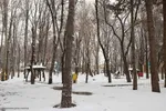 بارش برف در اهر