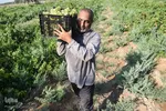 برداشت انگور در روستای غزاویه بزرگ