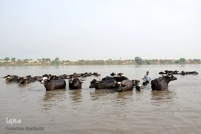 اینجا گاومیش‌آباد؛ محرومیت در خاک و آب و کسب روزی حلال