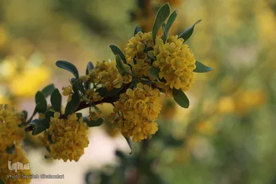 دانه‌های طلایی زرشک در کویر خراسان‌‌جنوبی
