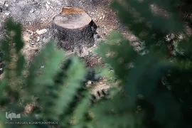 پارک جنگلی چیتگر