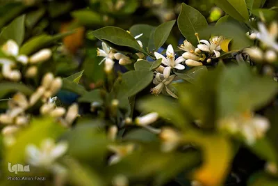 عطر بهار نارنج در شاهچراغ(ع)