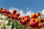جشنواره لاله‎های آسارا‎