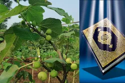 পবিত্র কোরআনে বর্ণিত ত্বীন এখন চাষ হচ্ছে গাজীপুরের বারতোপা গ্রামে