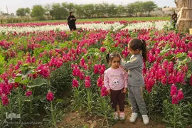 برداشت گل شب‌بو در حمیدیه