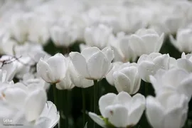 لاله زار بهاری در هیاهوی تهران