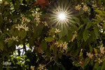 عطر بهار نارنج در شاهچراغ(ع)