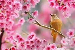 Références coraniques au printemps et à la résurrection