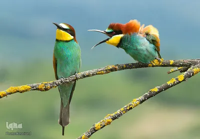 برگزیده تصاویر مسابقه عکاسی کمدی از حیوانات ۲۰۱۹
