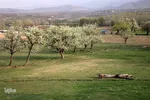 شکوفه های پیرترین درختان اهر