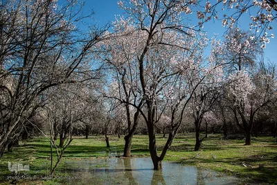 شکوفه‌های بهاری