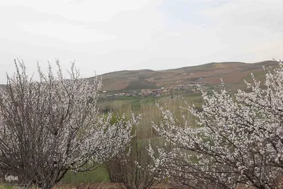 شکوفه‌های بهاری در اهر