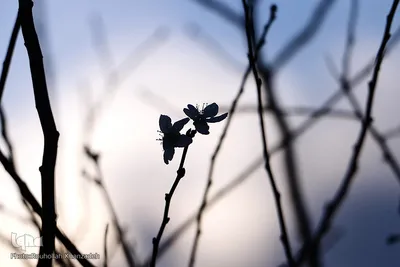 شکوفه های زمستانی درختان مبارک آباد شهرستان شفت