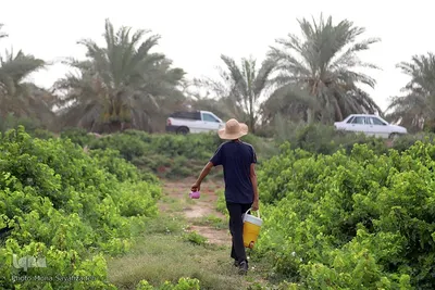 برداشت انگور از تاکستان غزاویه