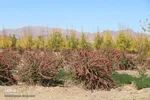 گذری بر پاییز