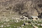 پانزدهم مهر؛ روز ملی روستا و عشایر