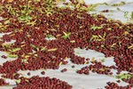 برداشت عناب در خراسان‌جنوبی