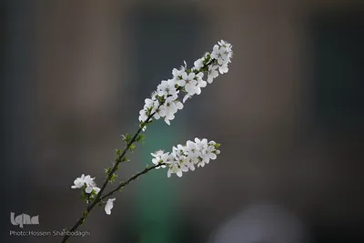 نرم نرمک می‌رسد اینک بهار