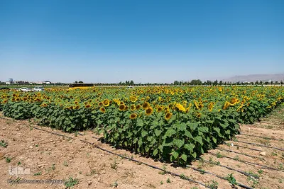 مزرعه تحقیقاتی آفتابگردان مؤسسه تات‎