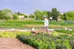 نبض زندگی در دل ناژوان