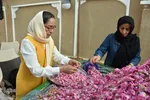 جشنواره گل و گلاب محمدی - سمنان‎‎