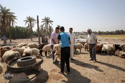 خرید و  فروش دام در روز عید قربان