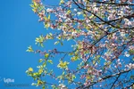 شکوفه‌های زردآلو در روستای منصوریه بهبهان