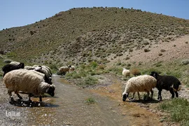 کوچ عشایر در فارس‎
