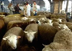 Aïd al-Adhâ 2018 : pas d’abattoirs temporaires dans la région bruxelloise