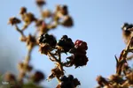 منطقه گردشگری خداآفرین در آذربایجان شرقی