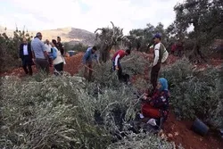 Walowezi wa Kizayuni wameng'oa mizeituni 400 ya Wapalestina