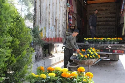 بازار گل شیراز‎‎ در آستانه سال نو