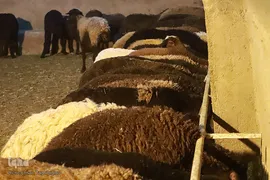 توزیع نذورات حسینیه اعظم زنجان