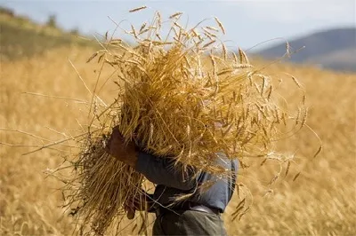وضعیت مطلوب ذخیره گندم سیستان ‌وبلوچستان علی‌رغم خشکسالی‌ها
