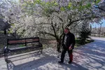 رویش شکوفه‌های زمستانی در شیراز
