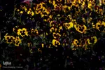 صدای پای بهار در تفرجگاه ائل‌گلی تبریز